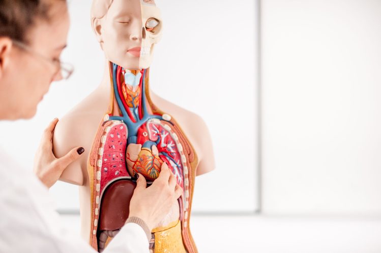 Anatomie