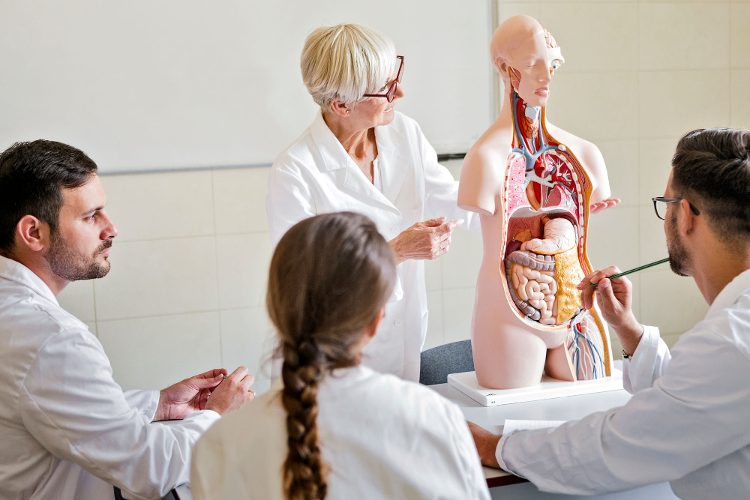 2 Spalten - Grundlagen Anatomie Professional