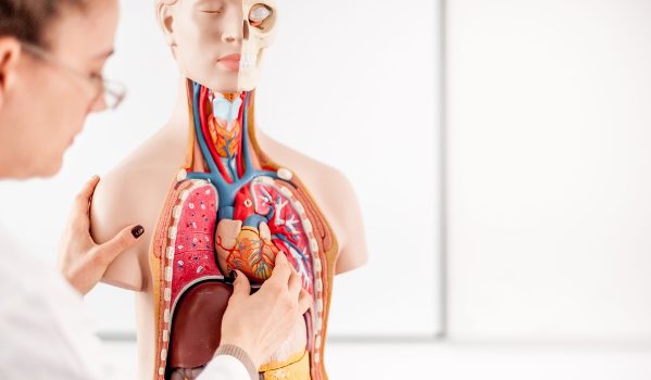 Anatomie